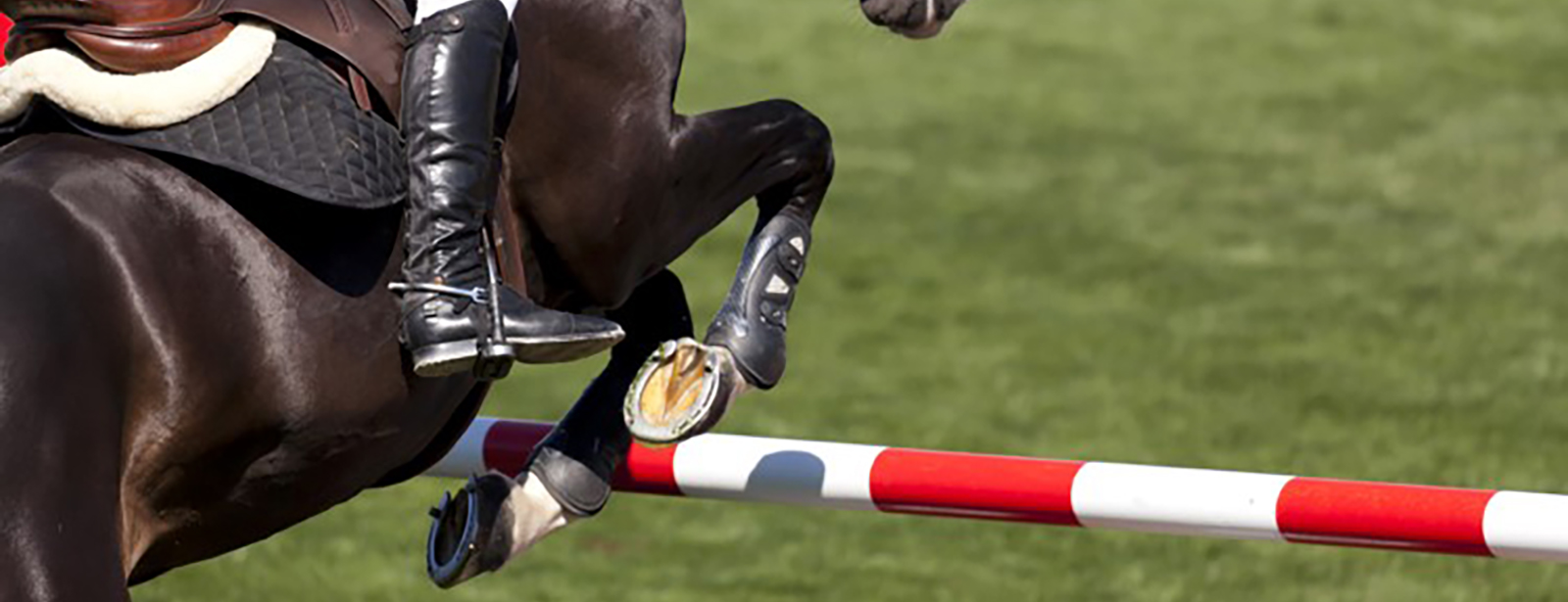 Horses jumping a rail in competition