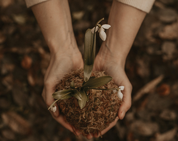 hands holding dirt and a flower